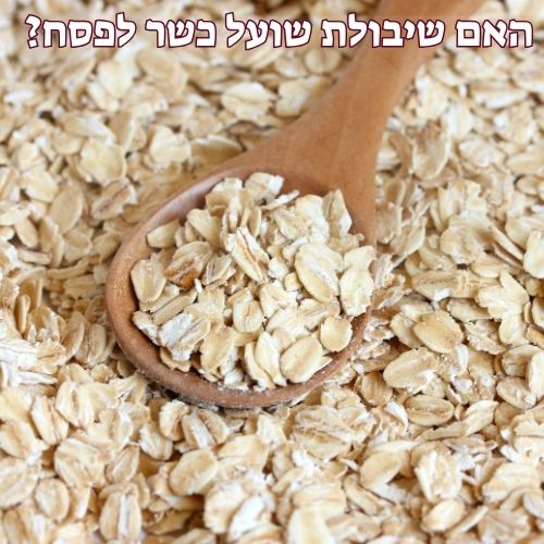 האם שיבולת שועל כשר לפסח